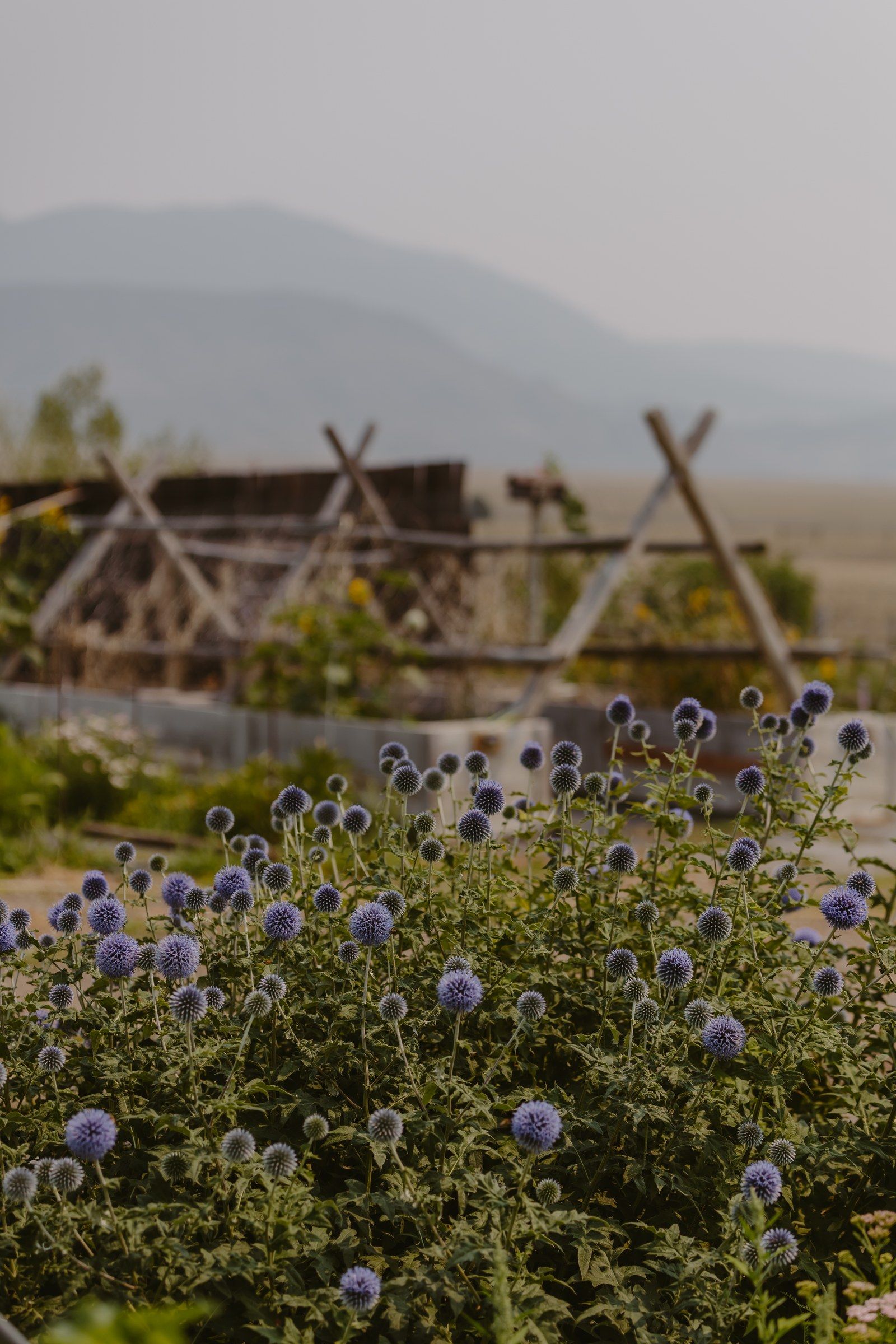 Globe thistle in front of the wooden garden trellises, mountains soft in the distance
