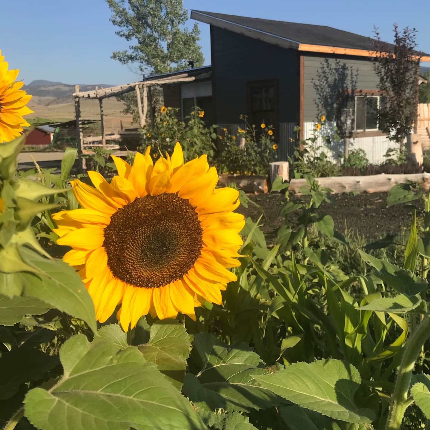 Sunflowers blooming in front of the Cider Cottage with mountains behind