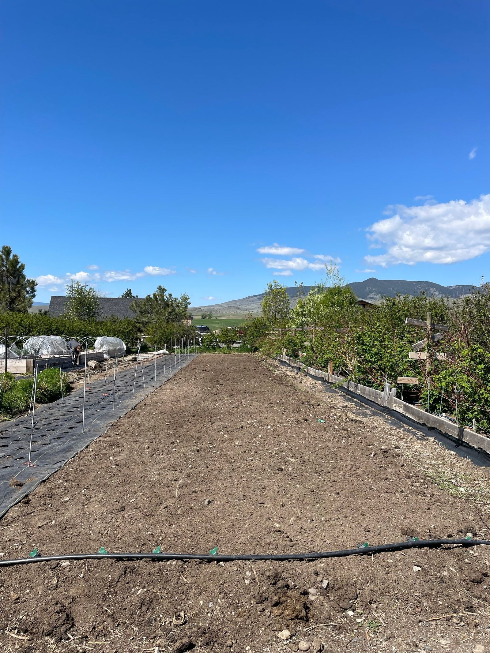 A freshly prepared field row in spring, drip line laid and ready to plant