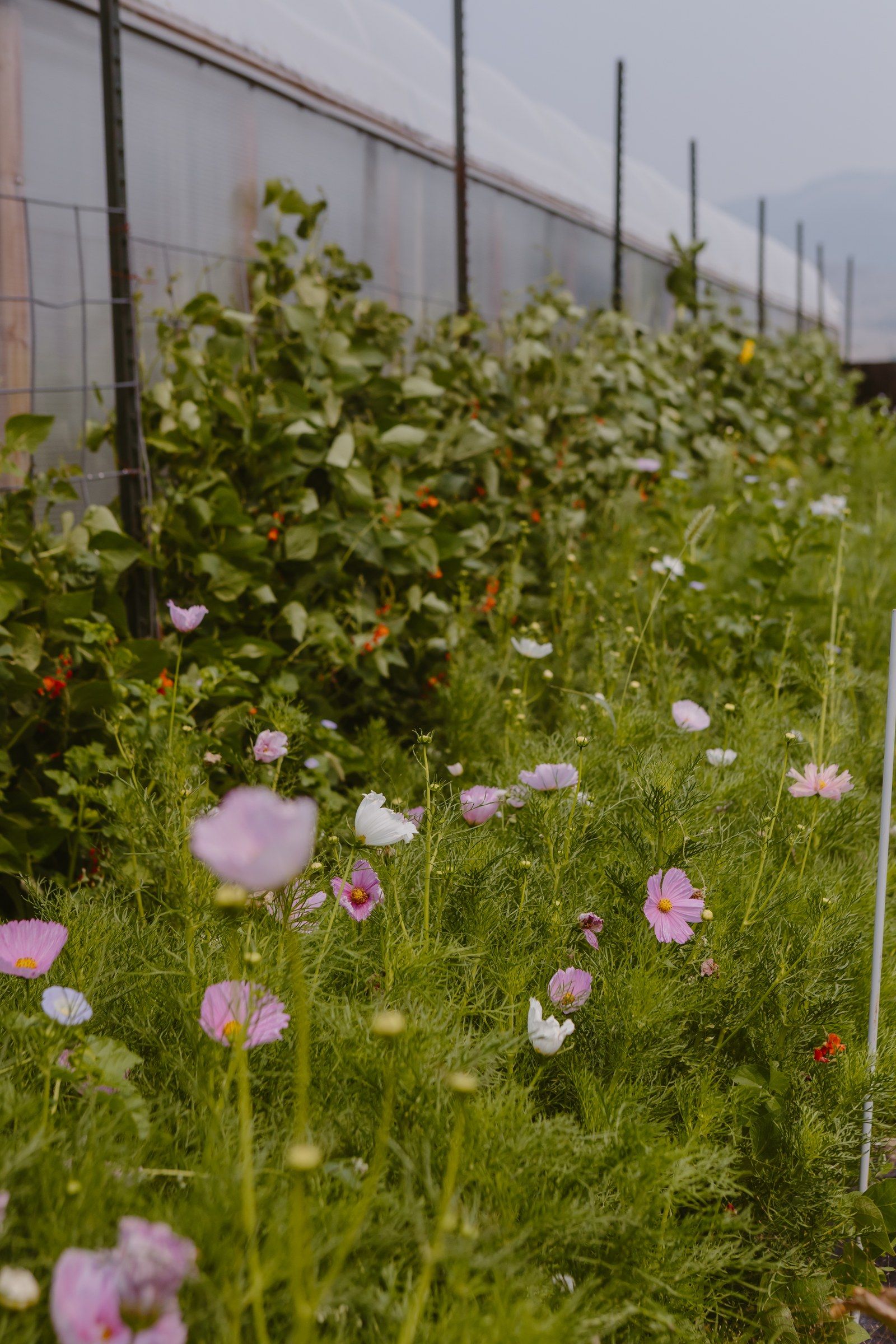 Pink and white cosmos along the hoop house, climbing beans on the trellis behind