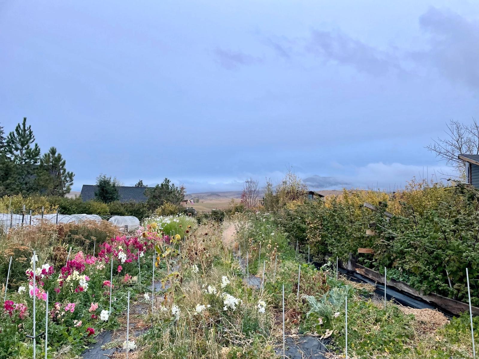 Pink and white blooms still going in the flower field on a cloudy fall day
