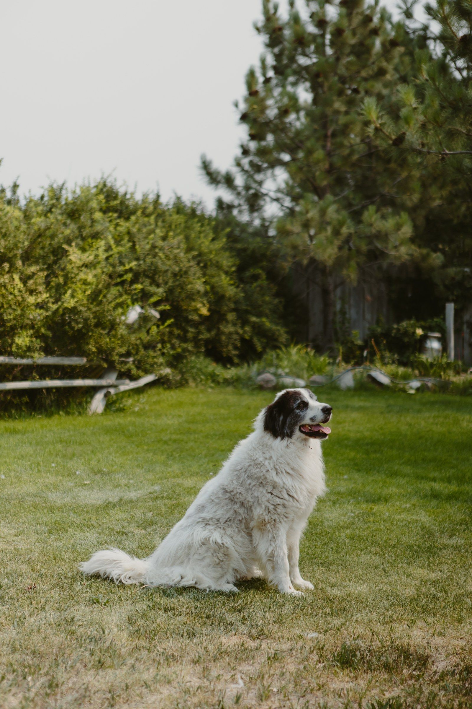 One of the farm dogs sitting on the lawn by the pines