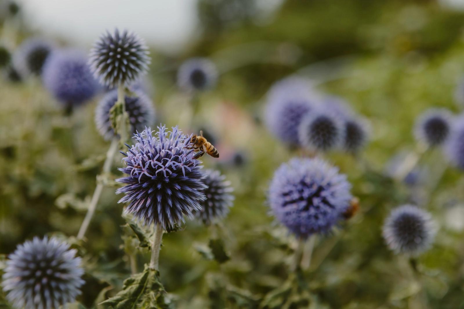 A honeybee working a globe thistle bloom in the GardenMontana flower field