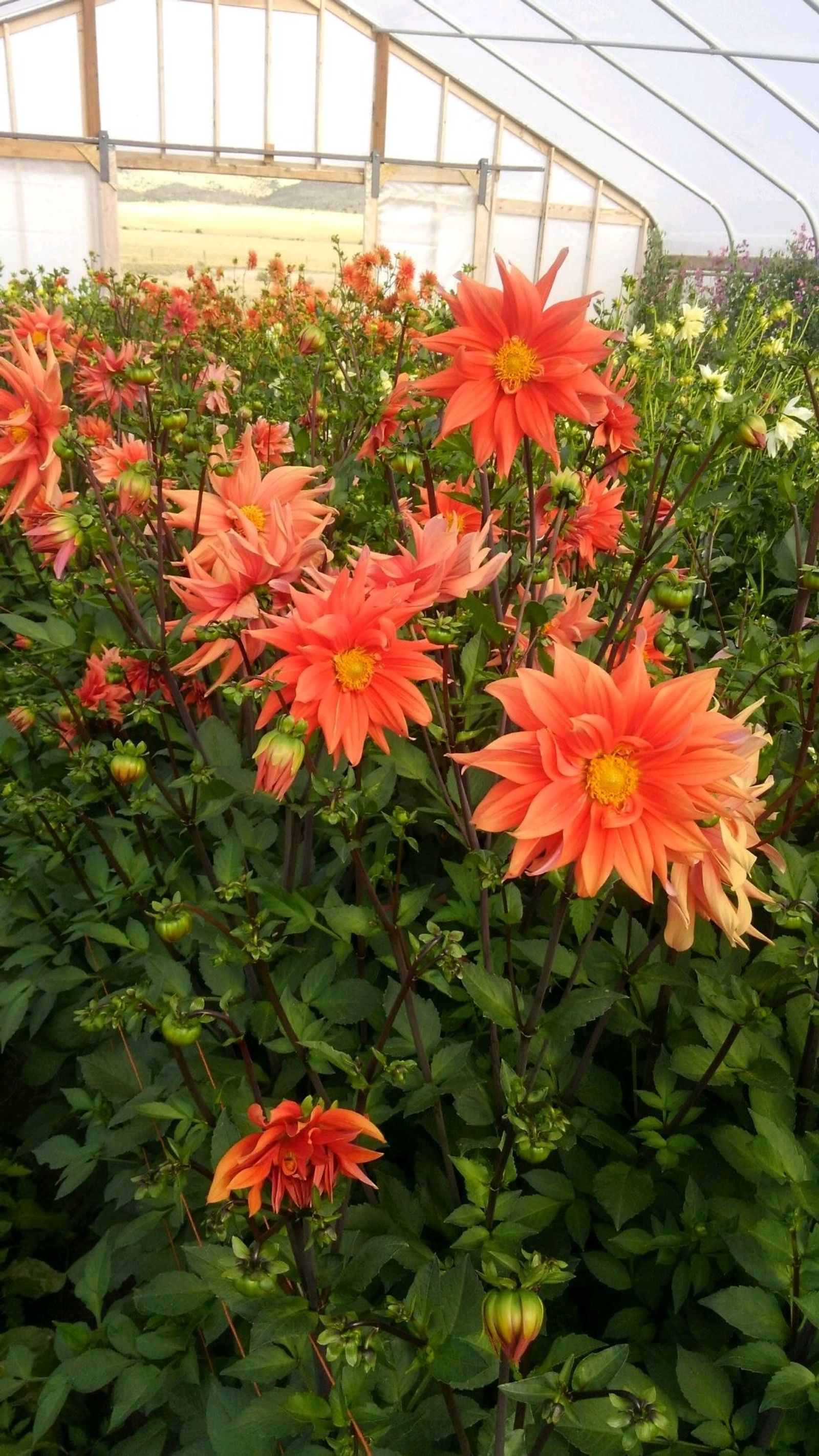 Bright orange dahlias in bloom inside a hoop house