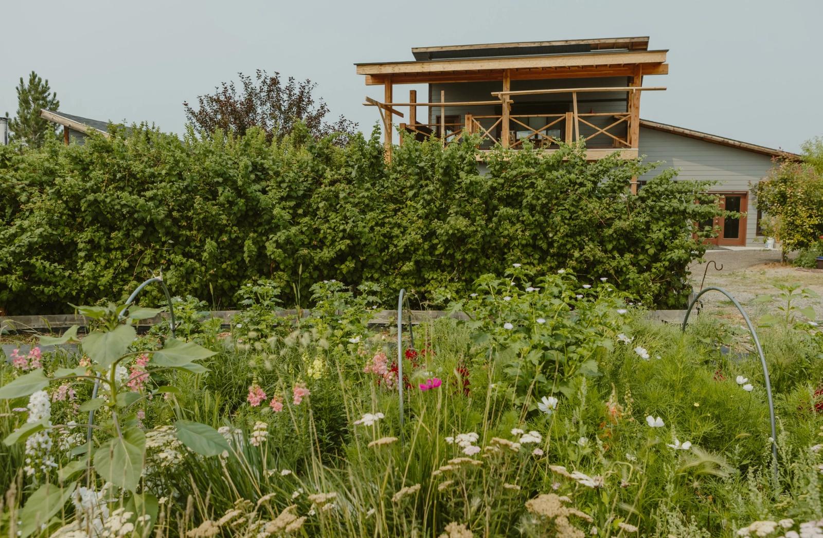 Snapdragons, cosmos, and yarrow in the flower field below the farmhouse deck