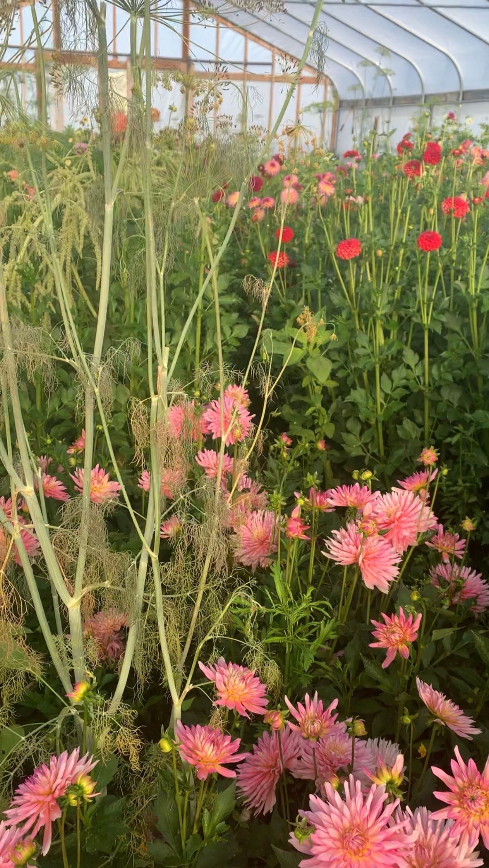 Pink dahlias beneath tall feathery fennel in the hoop house
