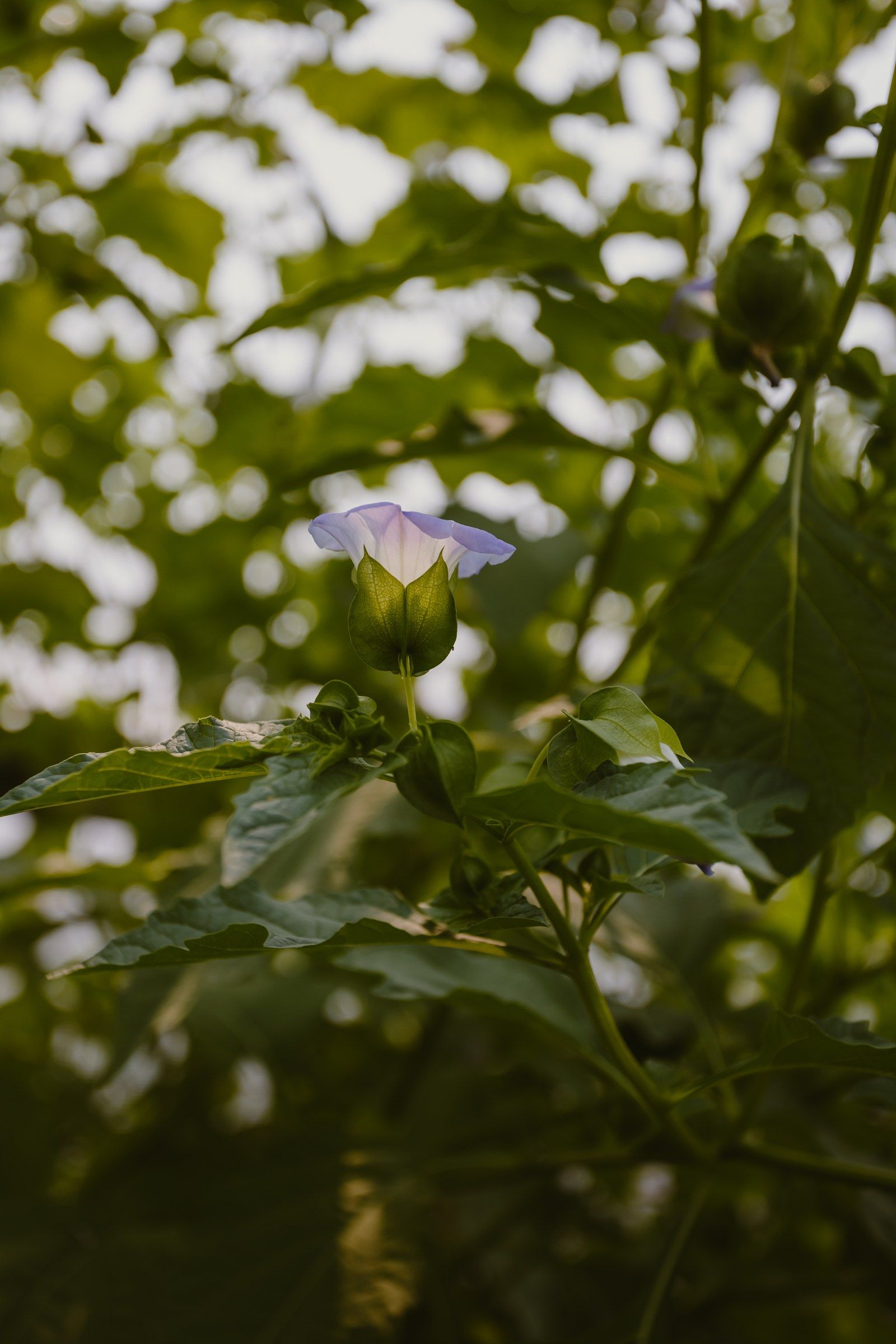 A single pale violet bloom opening among green leaves in soft light