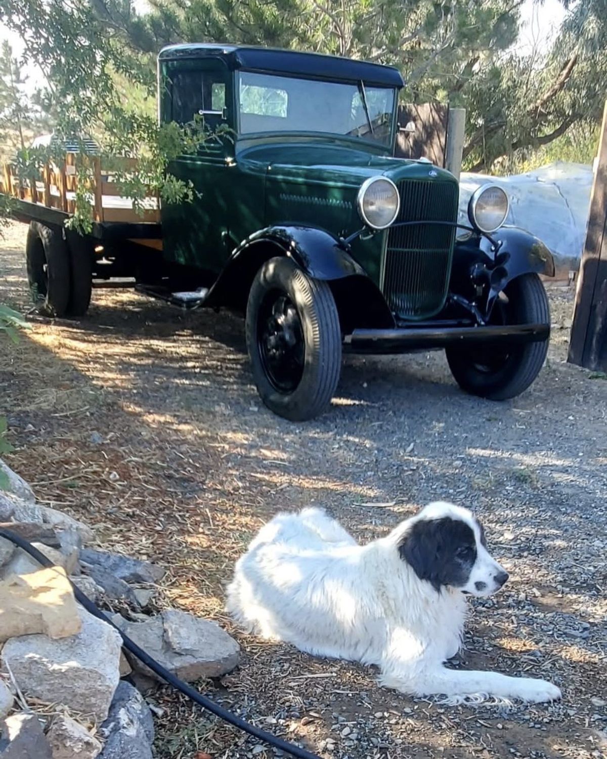The green 1932 Ford flatbed parked in the shade of the pines, the farm's fluffy white-and-black dog resting on the gravel in front