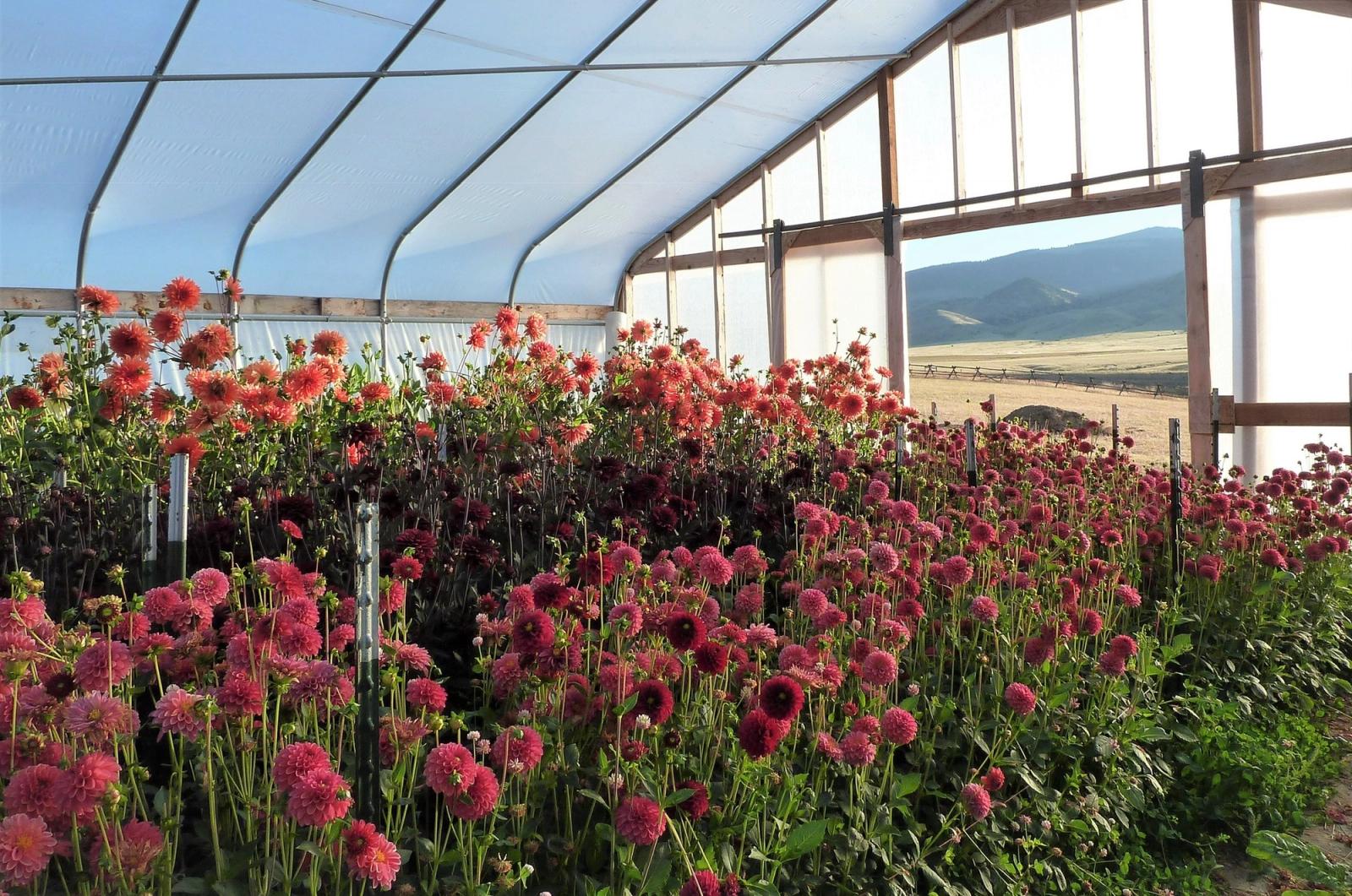 A hoop house packed with red, coral, and burgundy dahlias, its open end framing the hills and a jackleg fence