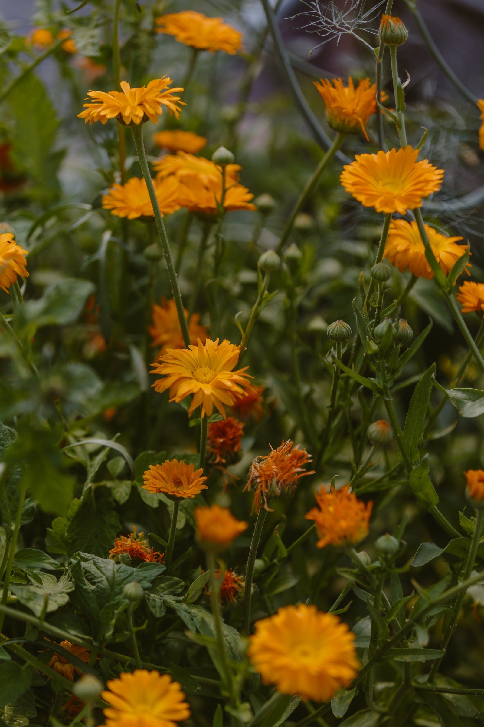 Orange calendula in full bloom in the GardenMontana flower field