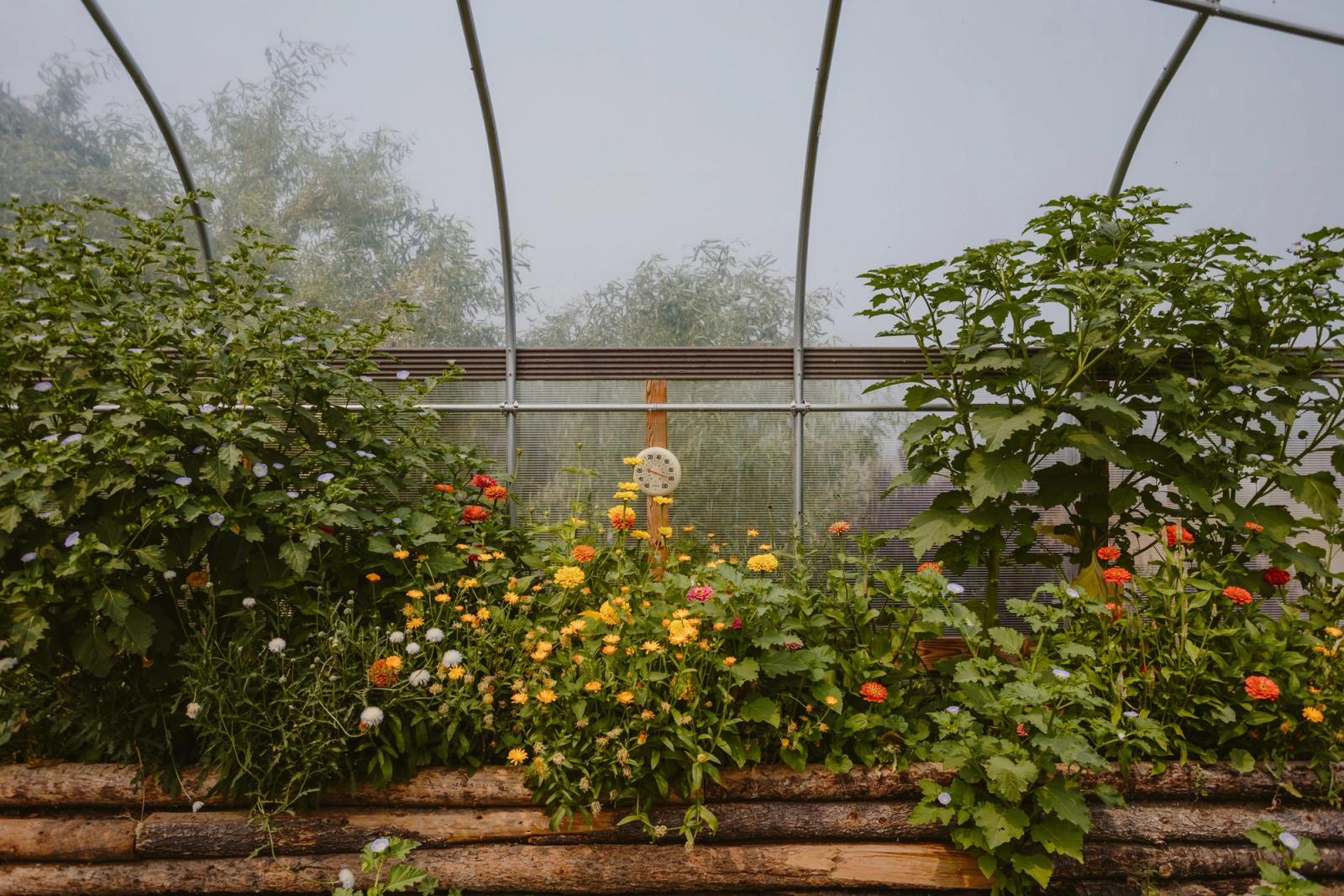 A raised log bed inside the hoop house, full of zinnias and calendula