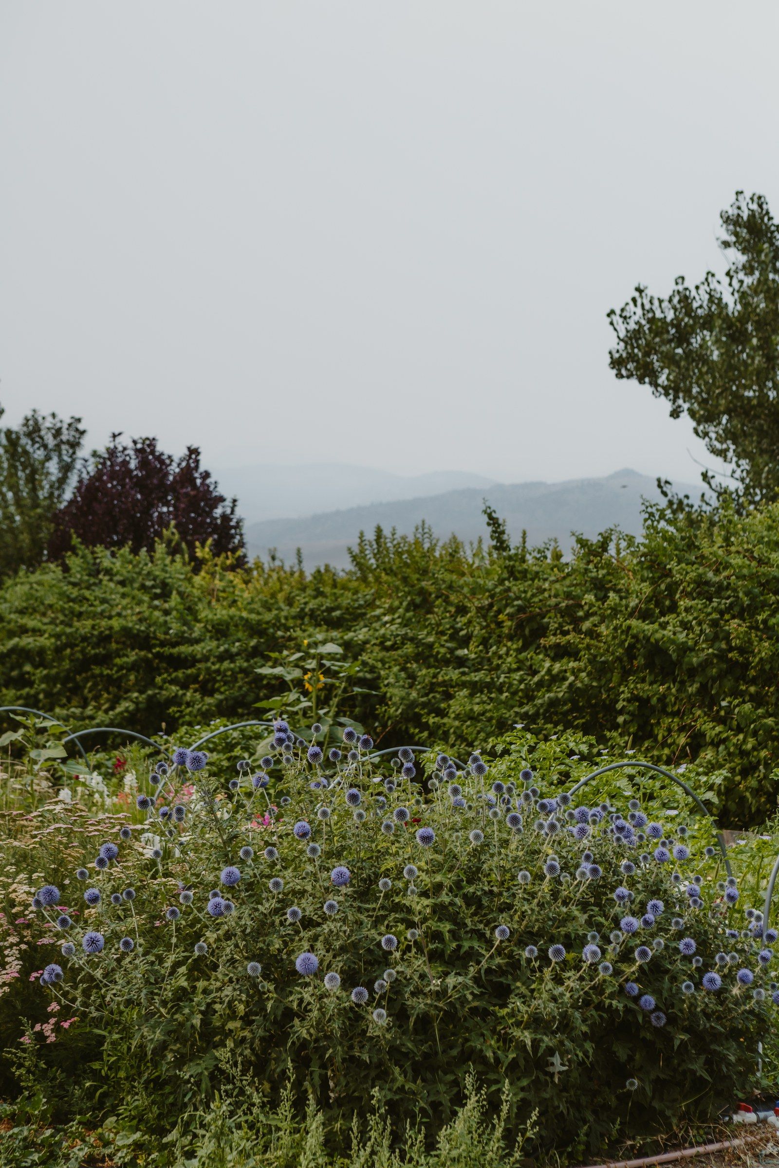 Globe thistle in full bloom in front of the hedge, the mountains beyond
