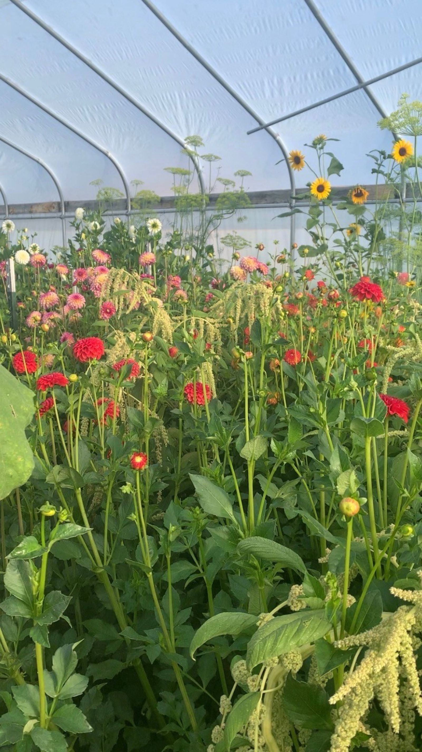 Red and pink dahlias with hanging green amaranth and sunflowers along the hoop house wall