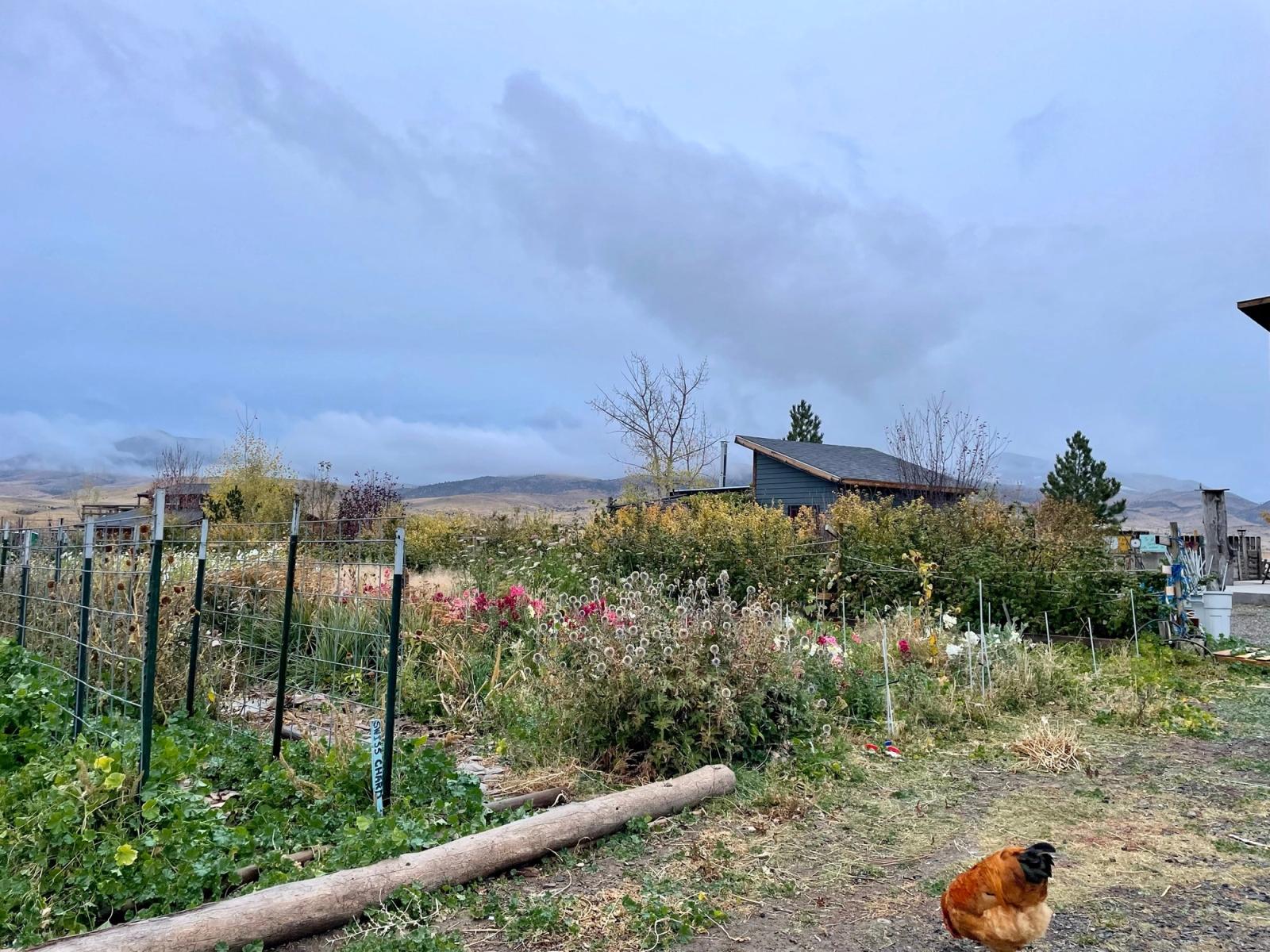 A hen wandering past the fall flower beds, clouds low over the mountains