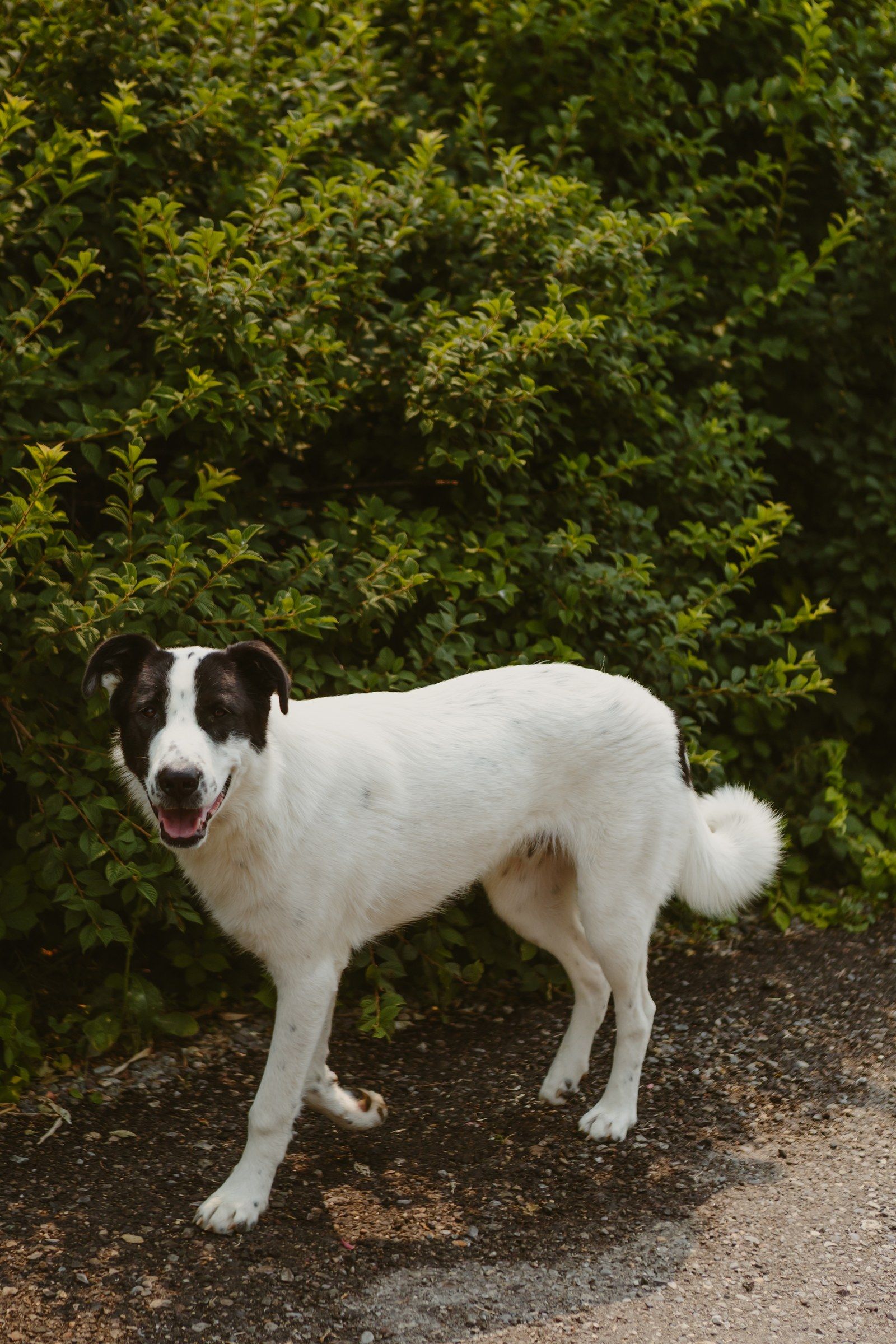 One of the farm dogs on the gravel lane beside the hedge