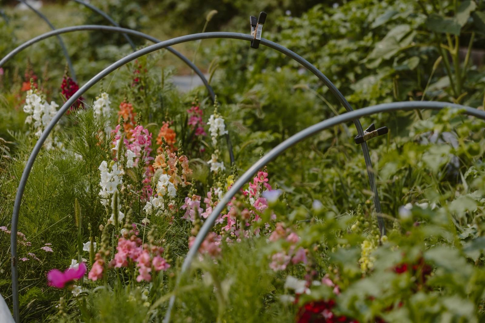 Snapdragons in white, peach, and pink growing under the field hoops