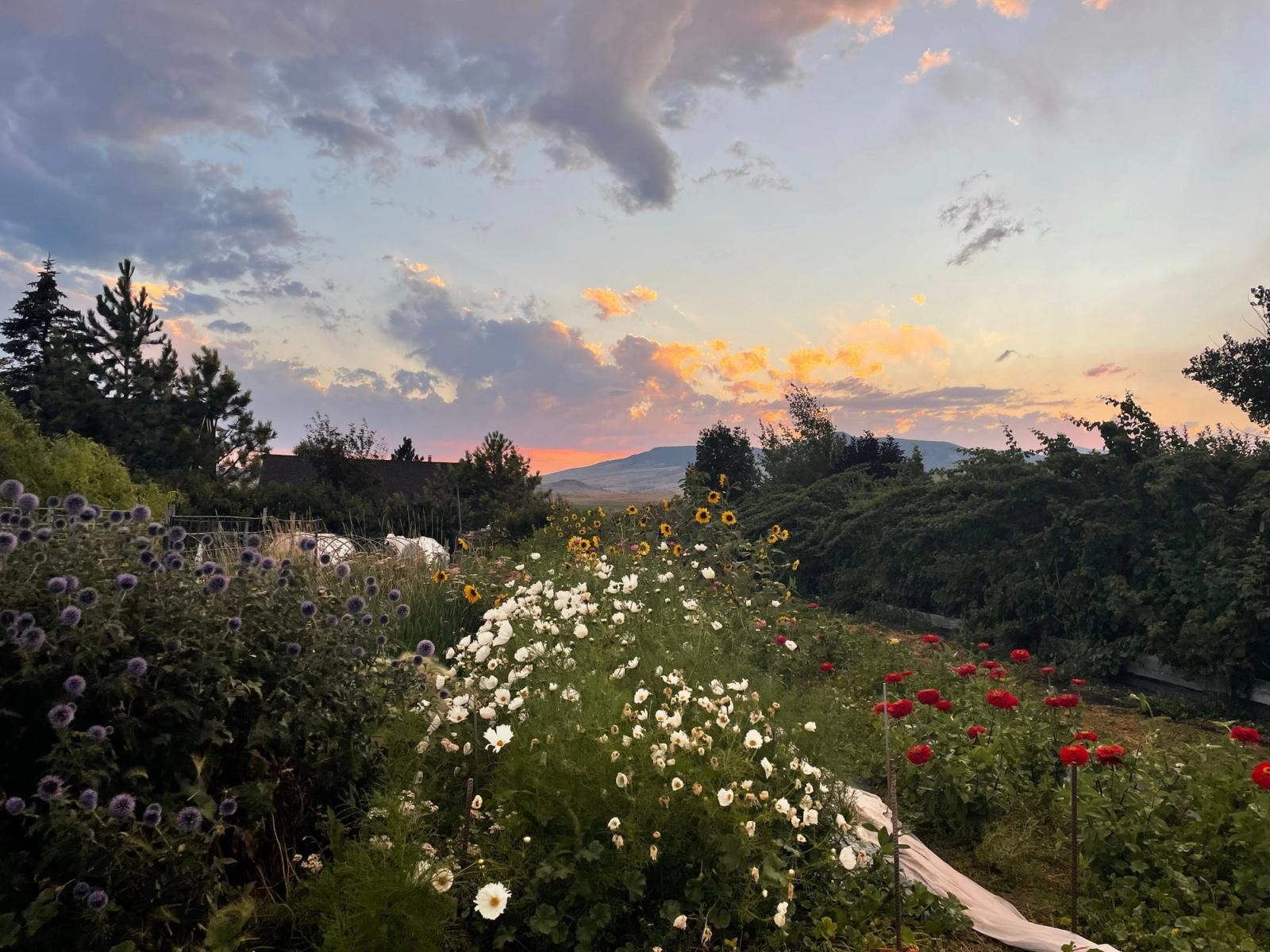 The flower field at sunset - globe thistle, white cosmos, sunflowers, and red zinnias under a glowing sky