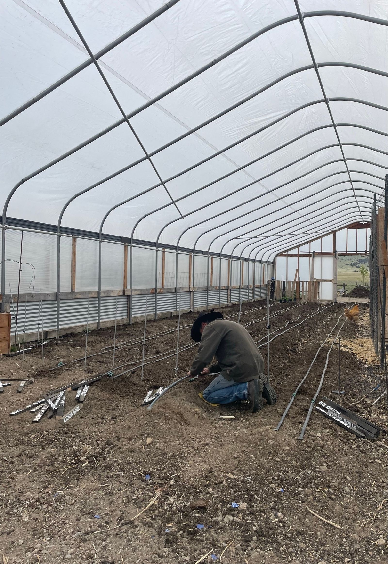 Spring planting in the hoop house - laying out rows and drip line by hand