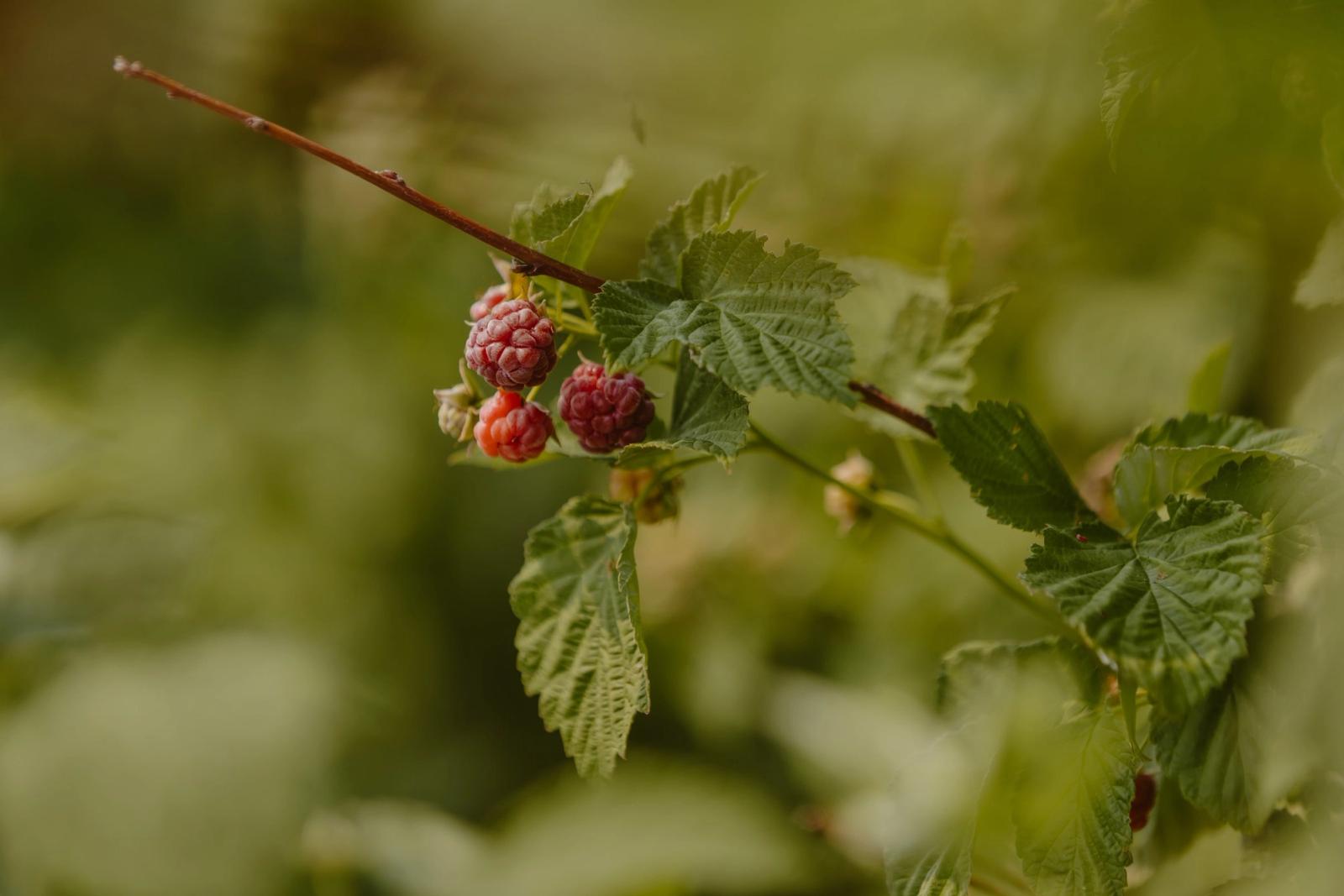Raspberries ripening on the cane at GardenMontana