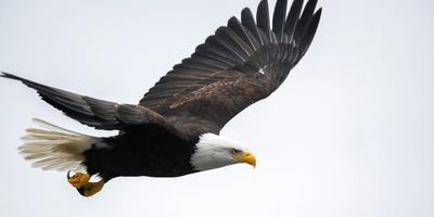 The Story of the Eagle – Change is Necessary for Life  