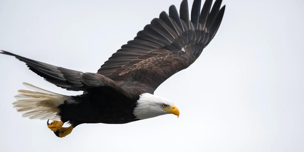 The Story of the Eagle – Change is Necessary for Life
