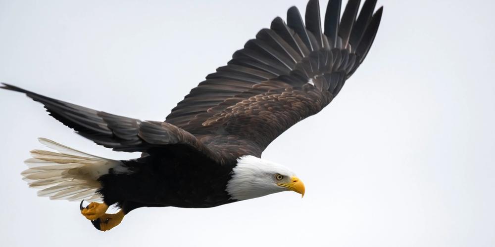 عقاب کی کہانی – جینے کے لیے تبدیلی ضروری ہے