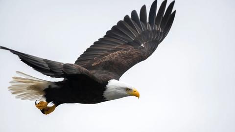 The Story of the Eagle – Change is Necessary for Life