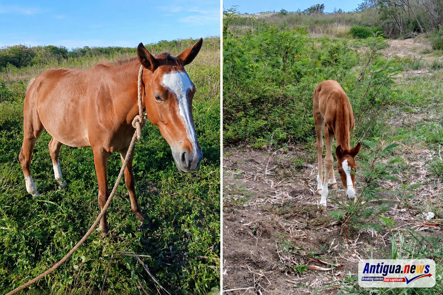 A mare and her three-month-old foal from Bendals between Sunday night and early Monday morning.
