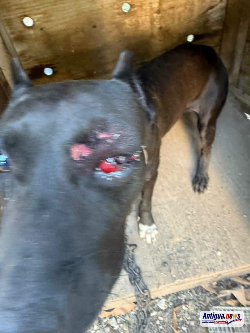 US$600 Appeal Launched to Save Dog Injured in All Saints Police Shooting