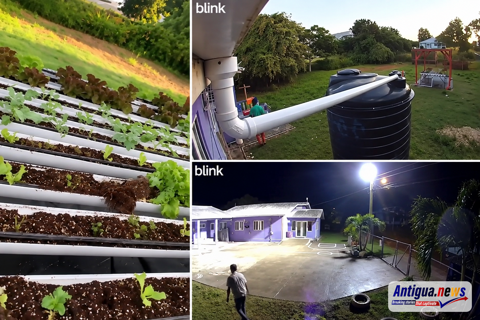 A collage showing Victory Centre’s hydroponics project alongside security camera footage of individuals on the school’s premises. The institution has appealed for public assistance following repeated break-ins, thefts and attempted robberies, with the latest incident affecting crops grown by students as part of their practical learning experience.