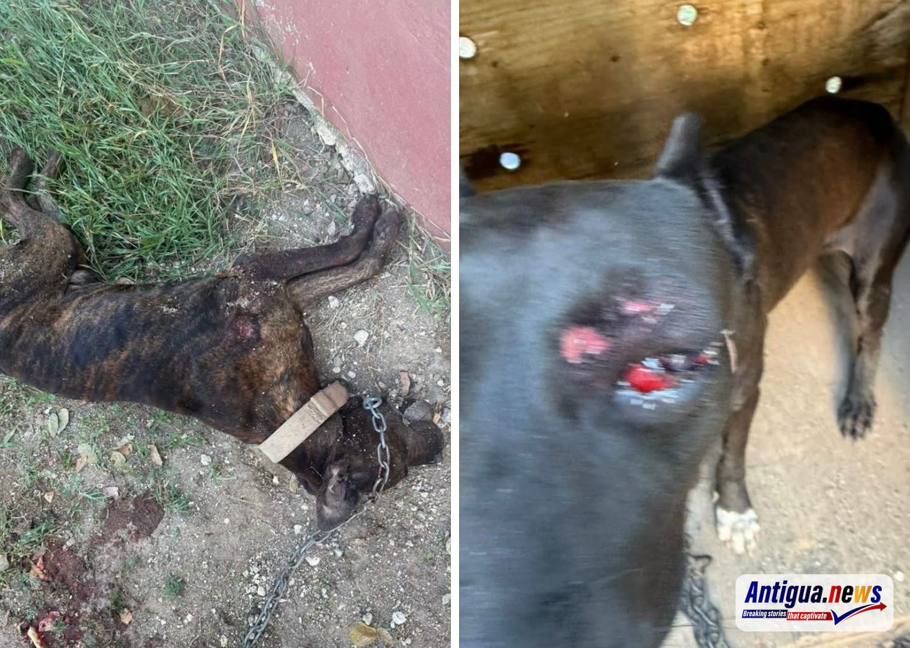 Outrage in All Saints After Police Accused of Shooting Two Chained Dogs During Search