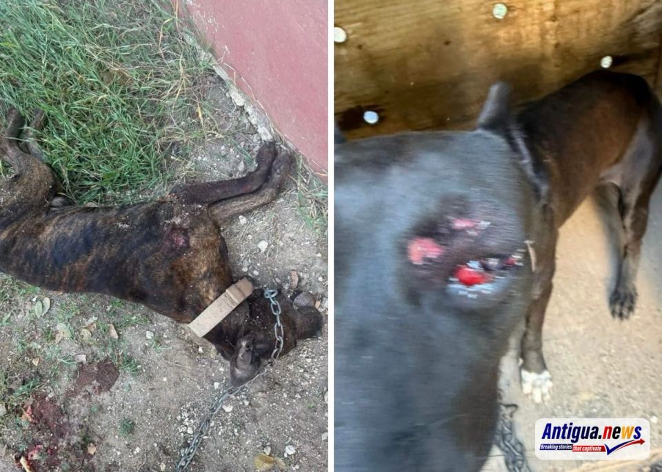 Outrage in All Saints After Police Accused of Shooting Two Chained Dogs ...