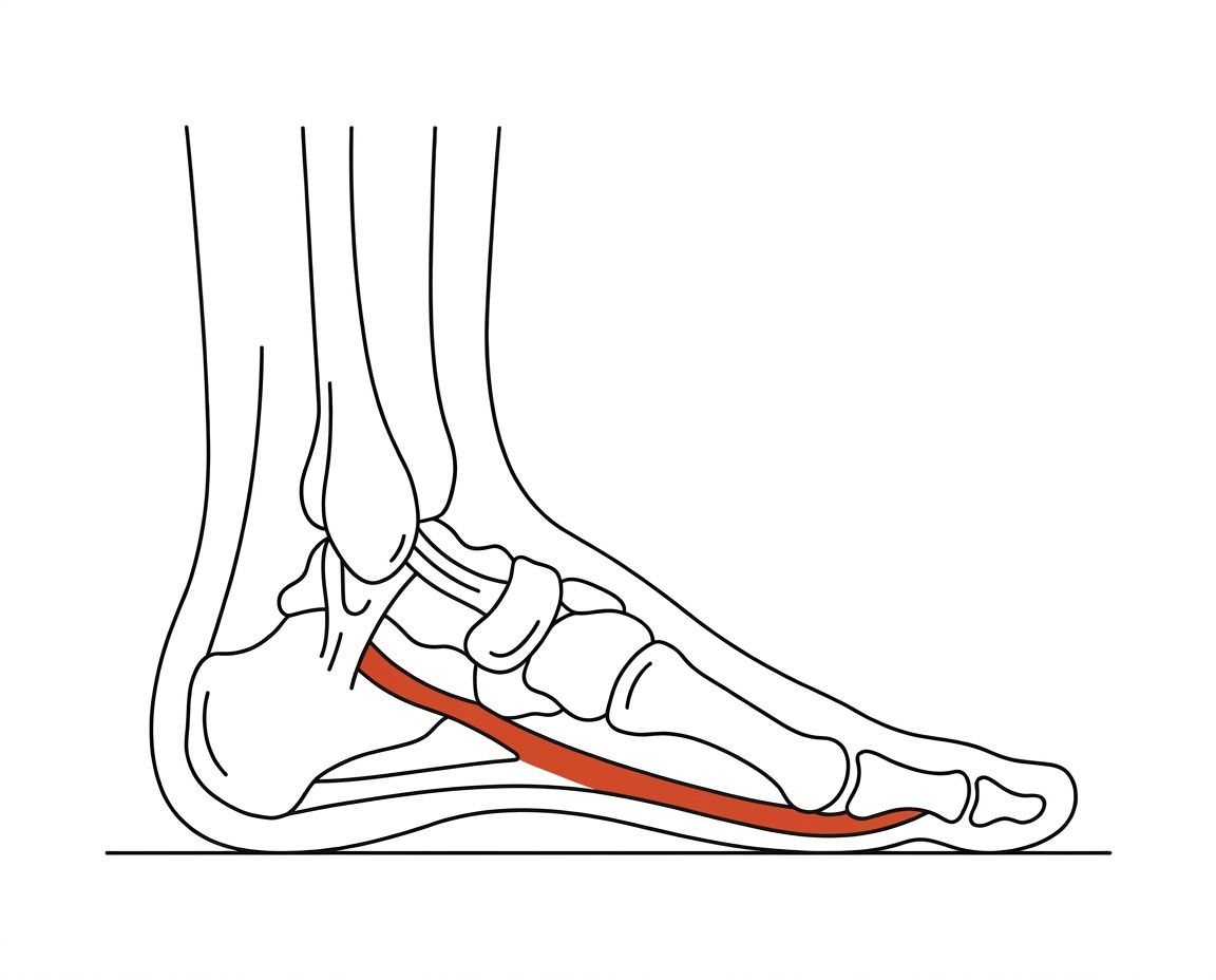 Foot anatomy illustration with the area affected by posterior tibial tendon dysfunction highlighted