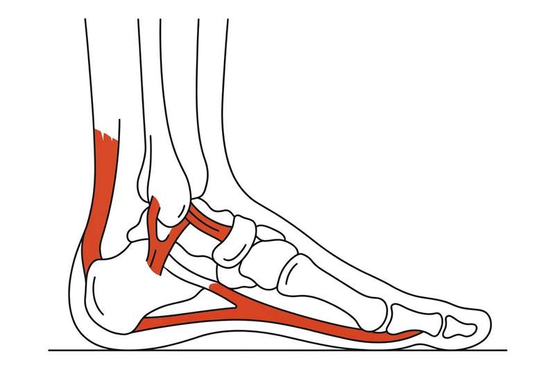 Foot anatomy illustration with the area affected by sports injuries highlighted