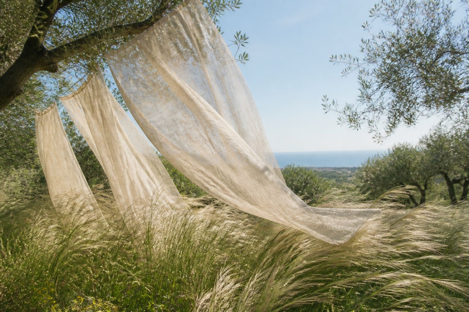 Teli di lino e graminacee mossi dal vento tra gli ulivi, con il mare all’orizzonte.