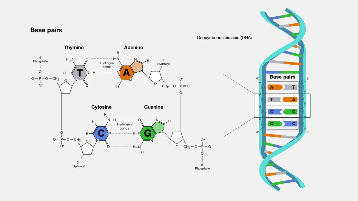 A diagram of the DNA double helix and its base pairs.