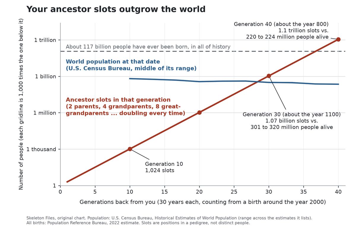 Log-scale chart: a steep red line of ancestor slots crossing a flat blue population line.