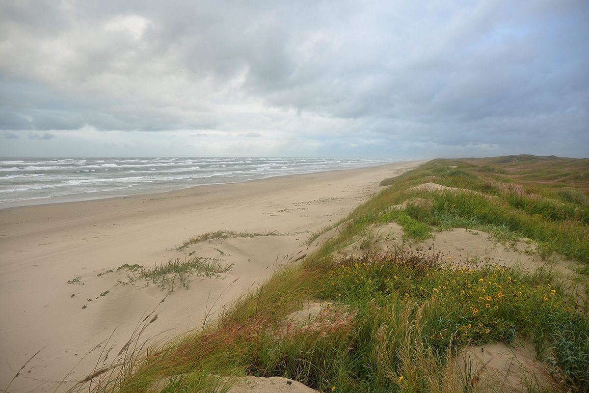 A wide empty sandy beach with surf under a gray sky and dune grass with yellow flowers on the right.