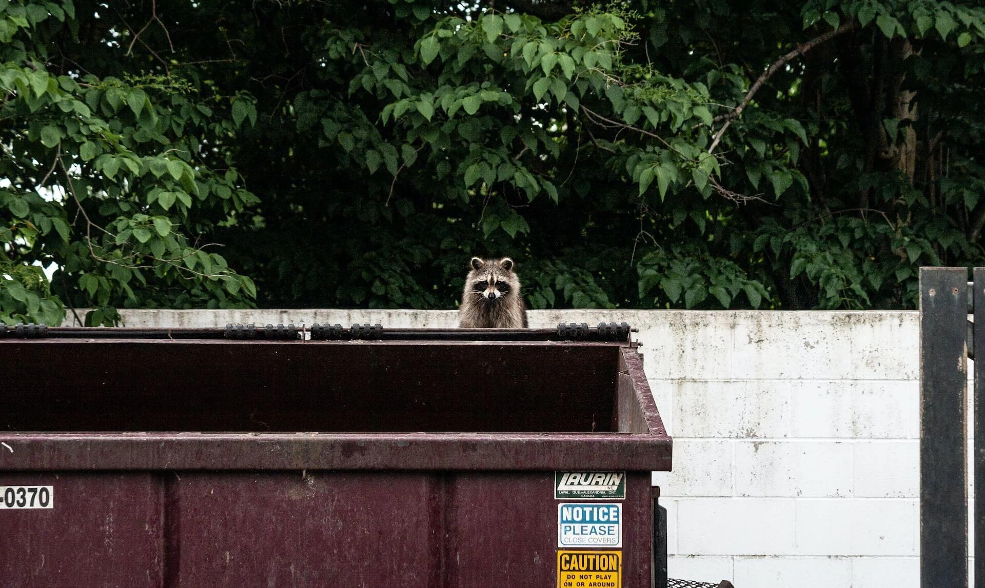 Dumpster Pest