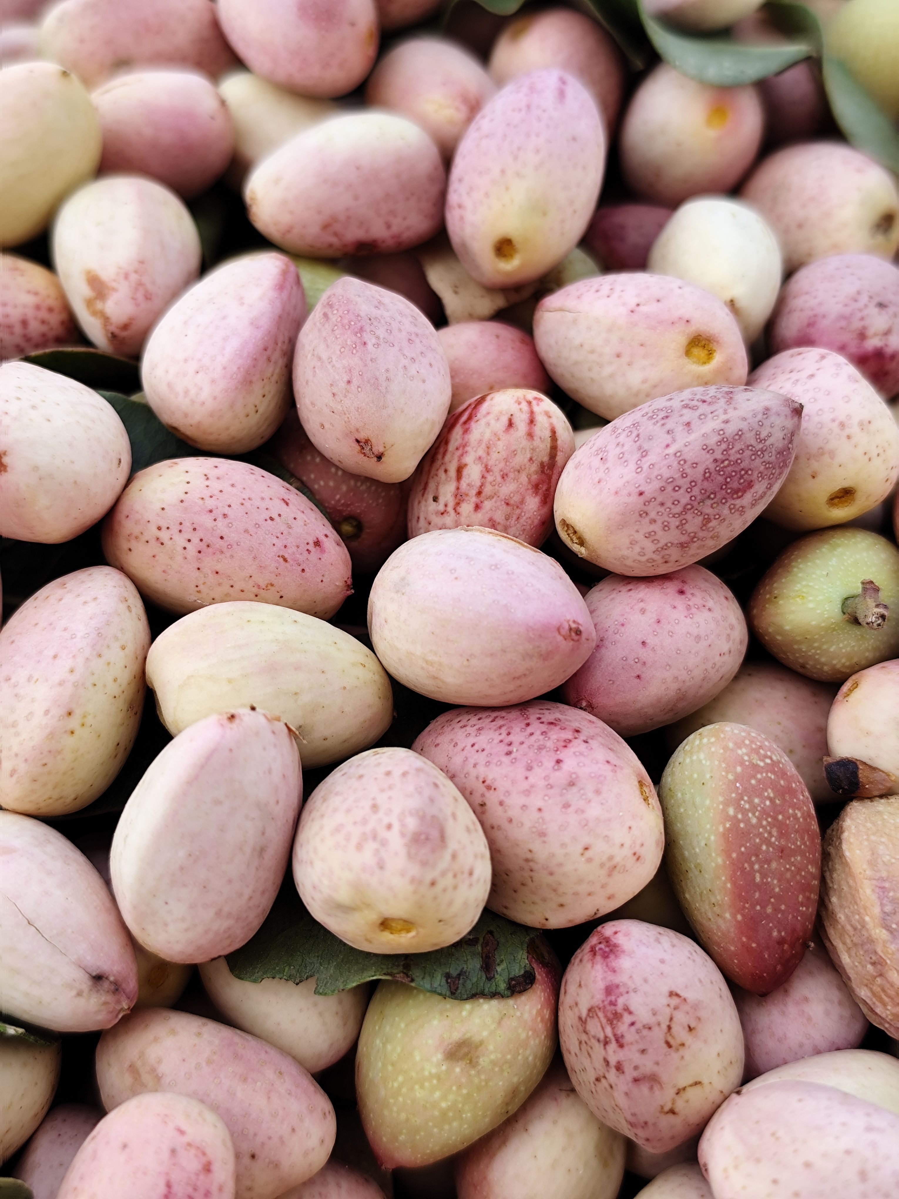 Pistachos ecológicos
