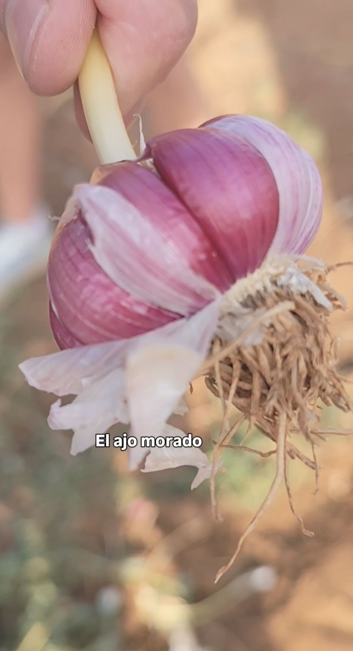 Ajo