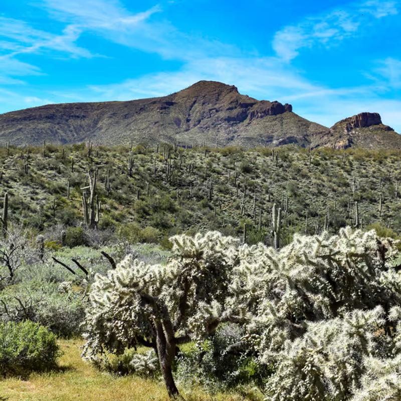 Desert landscape in Cave Creek, Arizona