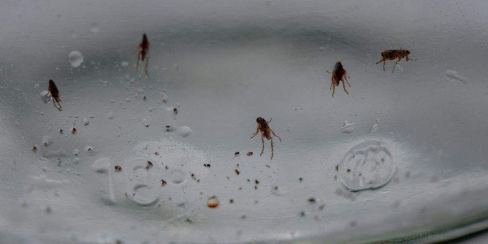 Why Fleas Are Difficult to Eliminate