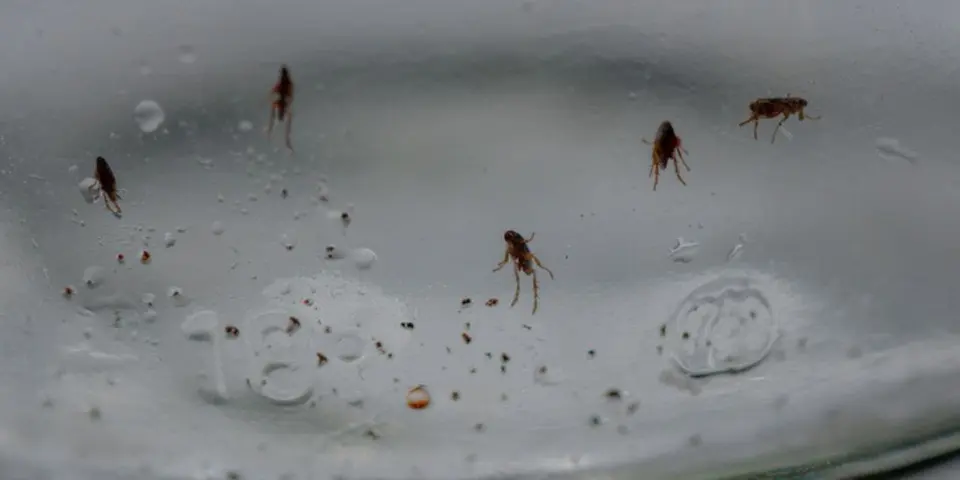 Why Fleas Are Difficult to Eliminate