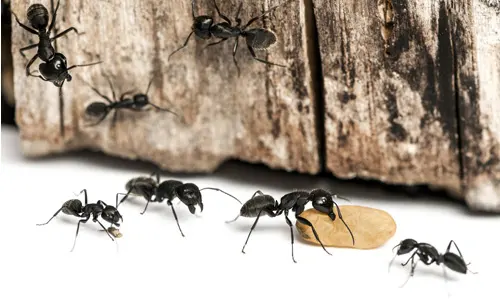 Carpenter-Ants