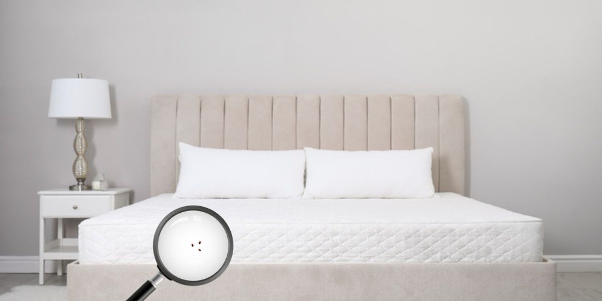 Mite Control for Specific Areas