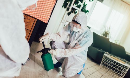 Benefits-of-Professional-Ant-Pest-Control-