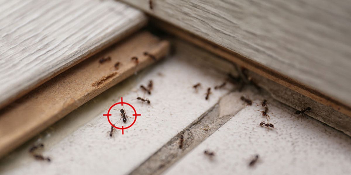 Tips for Maintaining an Ant-Free Zone