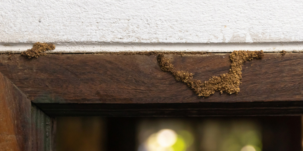 Types of Pests Found in Historic Homes