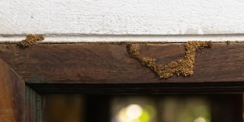 Types of Pests Found in Historic Homes